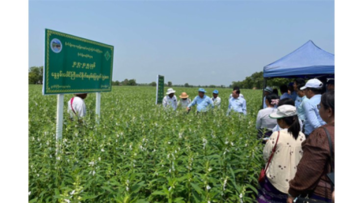 မန္တလေးတိုင်းဒေသကြီးအတွင်း သီးနှံစိုက်ပျိုးမှု၊ ထွက်ရှိမှု စာရင်းဇယားမှန်ကန်ရေးနှင့် ပန်းတိုင်အထွက်နှုန်းရရှိရေး ကွင်းဆင်းဆောင်ရွက်