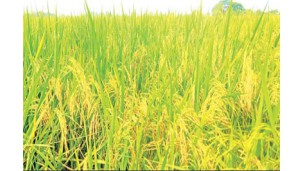 ရန်ကုန်တိုင်းဒေသကြီး၌ နွေစပါးစိုက်ဧက လျာထားချက်ထက် ပိုမိုတိုးချဲ့စိုက်ပျိုးနိုင်